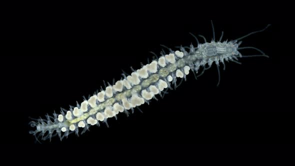 worm Polychaeta under a microscope, Syllidae family, female with eggs