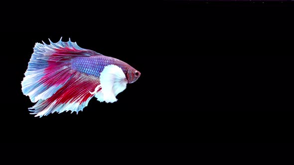 Siamese fighting fish (Betta splendens)