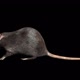 Rat Looped - VideoHive Item for Sale