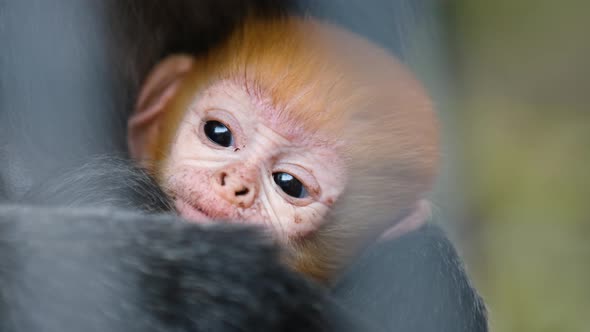 Macro Filming of Ginger Baby of Javan Surili Monkey Resting in Hands of Mother