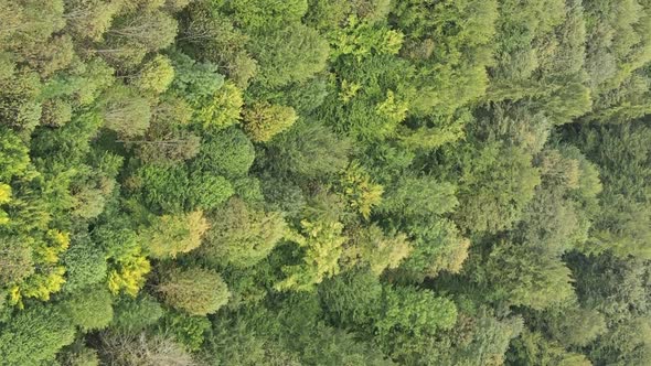 Vertical Video Aerial View of Trees in the Forest