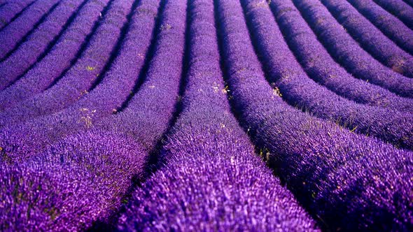 Lavender Field in Provence France