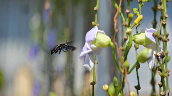 Bee Taking Nectar On A Flower 06