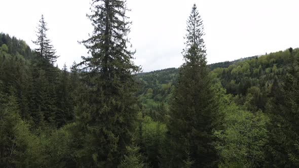 Spruce Forest. Slow Motion. Carpathian Mountains. Ukraine. Aerial.