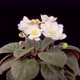 Time Lapse of Growing and Opening White Saintpaulia African Violet - VideoHive Item for Sale