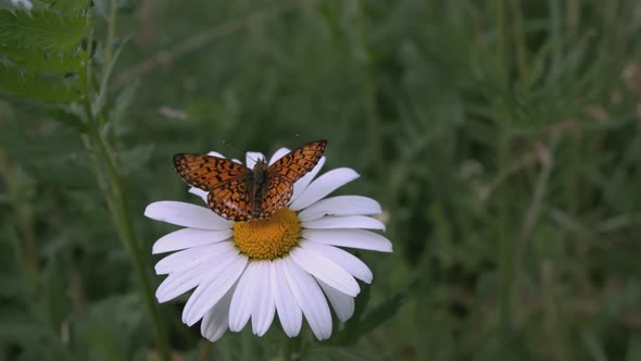 Chamomile grows in a field and insects