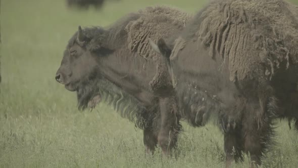 Bison in a Field on Pasture. Slow Motion