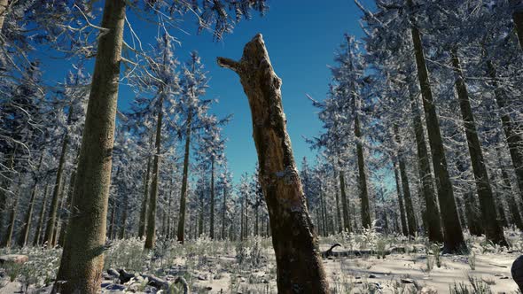 Winter Landscape with a Coniferous Forest in Beams of Sunset