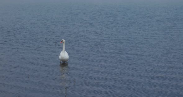 Wild swan swim in the lake