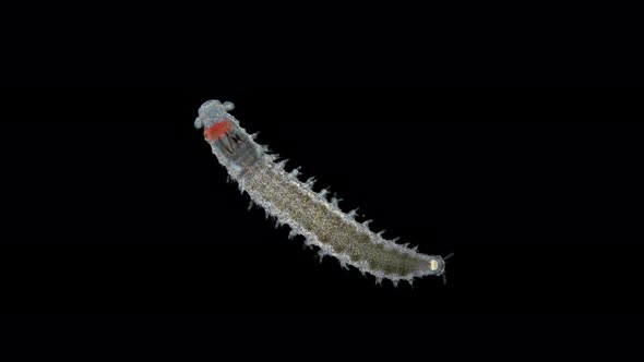 Young worm Dorvillea rubrovittata under a microscope, Order Eunicida