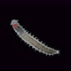 Young worm Dorvillea rubrovittata under a microscope, Order Eunicida - VideoHive Item for Sale