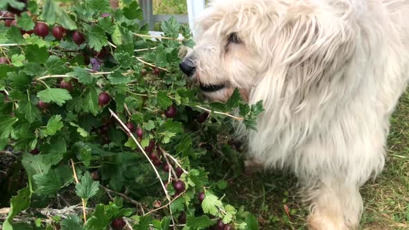 Dog eating berrys