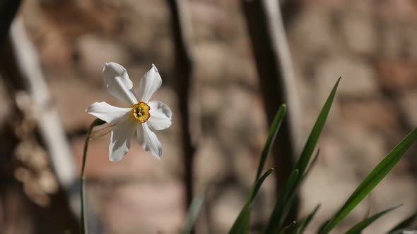 Slow motion early spring daffodil plant  against brick wall shallow DOF 1920X1080 HD footage -  Narc