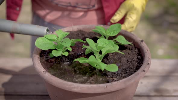 Close-up. The Process of Planting Plant Pots in Pots. Green Seedlings Are Planted in the Prepared