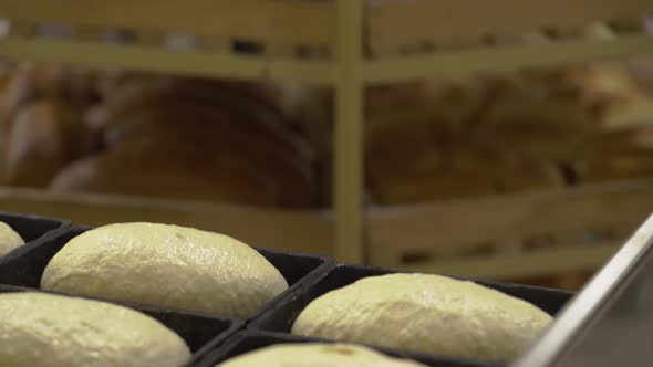  Bakery baking process in factory.  Process of preparing bread dough before being baked.