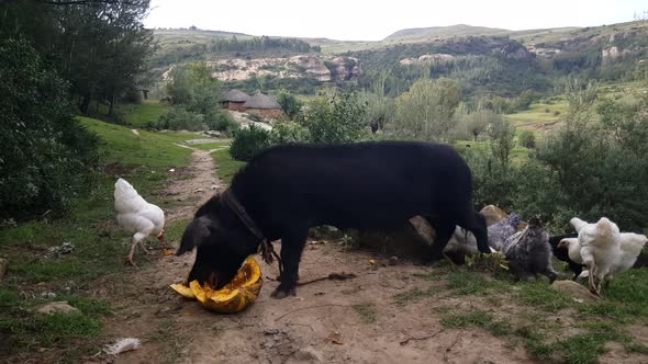 Pig eating from a melon while surrounded by chickens