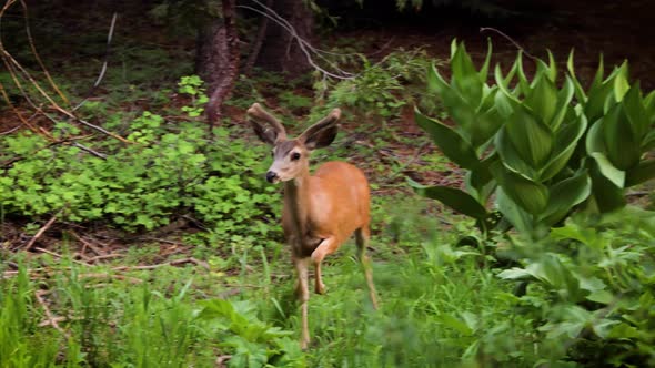 Mule Deer grazing in a meadow in Kings Canyon National Park