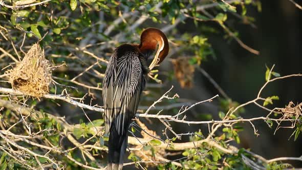 African Darter Preening - Kruger National Park