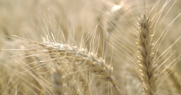 Wheat Field 02