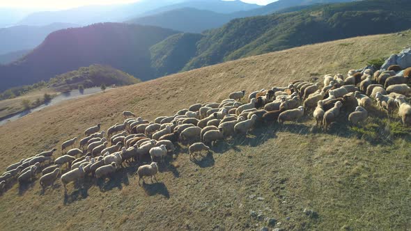 Aerial Drone View of Sheep Grazing in Mountain Pasture in Bulgaria