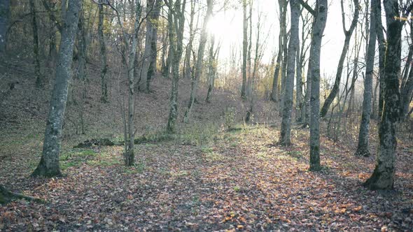 Beautiful Landscape with Fallen Foliage, Sunlight Falls To the Ground Through the Trees. Autumn