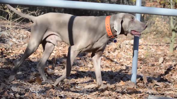 Gray Weimaraner dog out in the Calisthenics workout park.