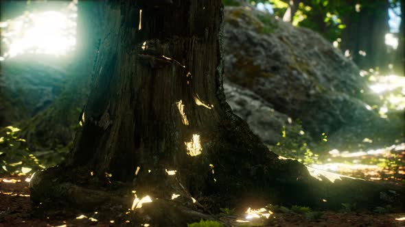Sunlight Rays Pour Through Leaves in a Rainforest alt