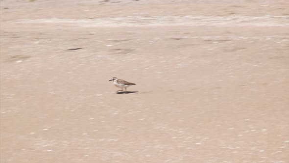 nz dotterel running on a beach