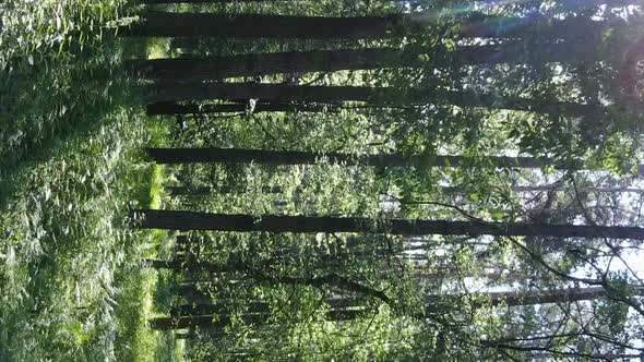 Vertical Video Aerial View Inside a Green Forest with Trees in Summer