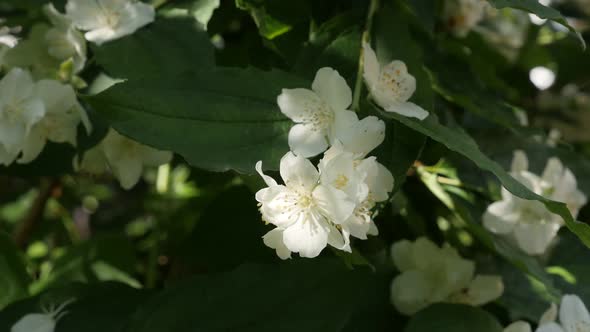 Slow motion Philadelphus coronarius flower shallow DOF   1920X1080 HD footage - Sweet mock-orange  s