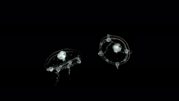 Campanulariidae Jellyfish Under the Microscope, Leptothecata Order