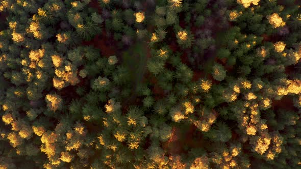 Aerial View of Forest During Calm Autumn Sunset.