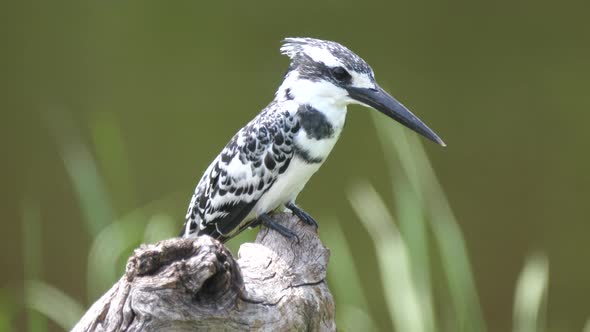 Pied kingfisher on tree trunk near a lake