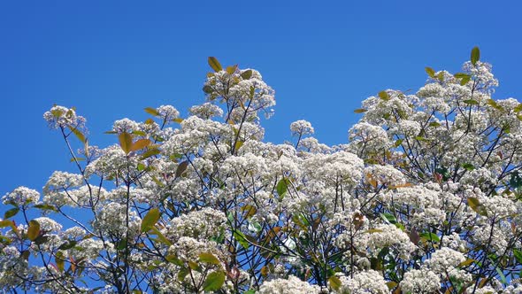 Blossoms In Breeze On Sunny Day