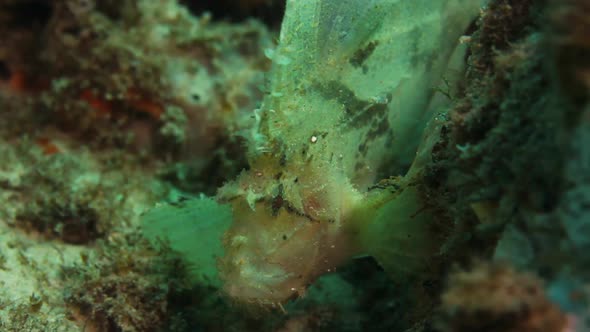 A Scorpion Leaf Fish displaying animal behaviour by yawning