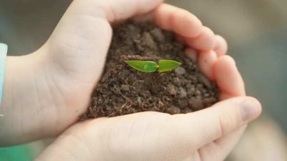 Small Green Plant Growing From Soil in a Child Hands.