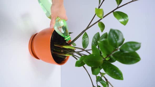 Woman's hand pours water from a bottle on beautiful zamioculcas home plant.