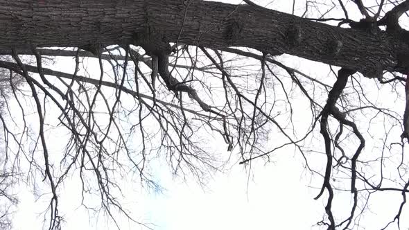 Vertical Video of the Forest with Trees Without Leaves