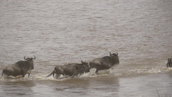 Wildebeests running through water