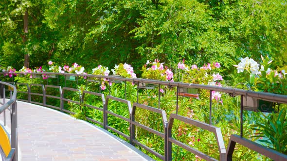 Beautiful Colorful Flowers on the Sidewalk Fence