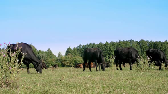 in Meadow on Farm Big Black Pedigree Breeding Cows Bulls are Grazing