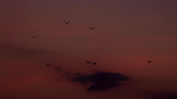 Bat Colony Flying with Red Sky in the Background