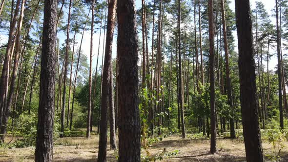 Natural Landscape in the Forest During the Day