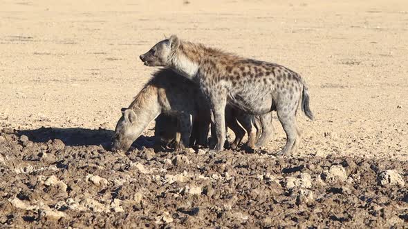 Three Spotted Hyenas drink muddy water in the Kalahari Desert