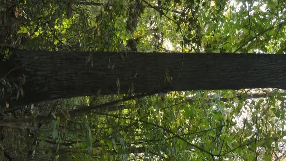 Vertical Video Autumn Forest with Trees in Ukraine Slow Motion