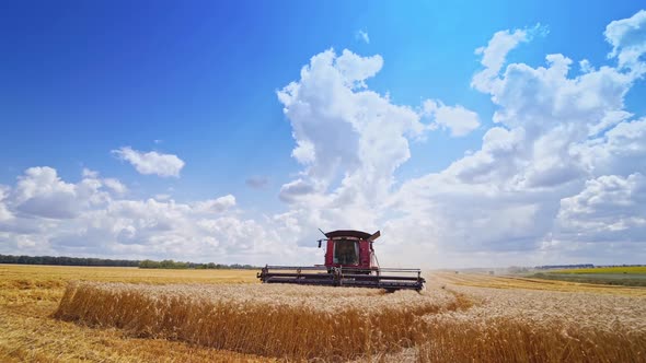 Modern combine harvesting wheat. Harvesting of wheat field with combine