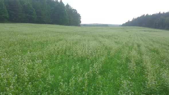 AERIAL with Flight Over Blooming Buckwheat Field