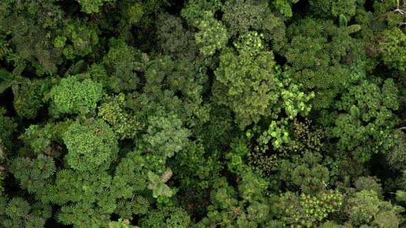 Aerial top view moving over the tree canopy tree crowns of many tree species