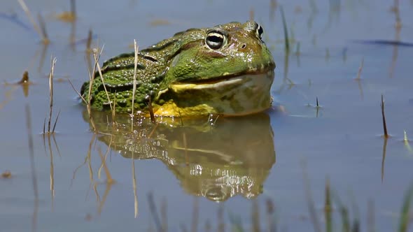 African Giant Bullfrog In Shallow Water