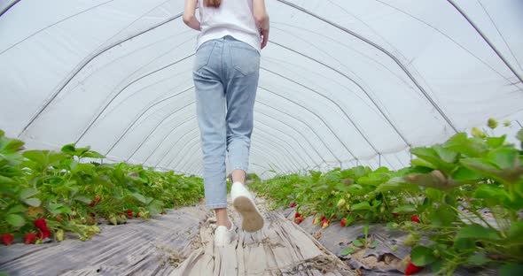 Female Farmer Walking Among Rows with Strawberry Bushes